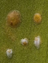 scale